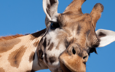 Five Funny French Idioms to Chase Away the January Blues!