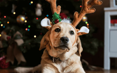Dog breeds in French