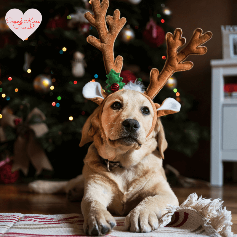 labrador_wearing_reindeer_antlers