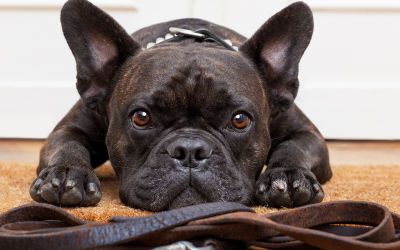 Mastering ‘Attendre’: The French Verb for Waiting, Expecting, and More