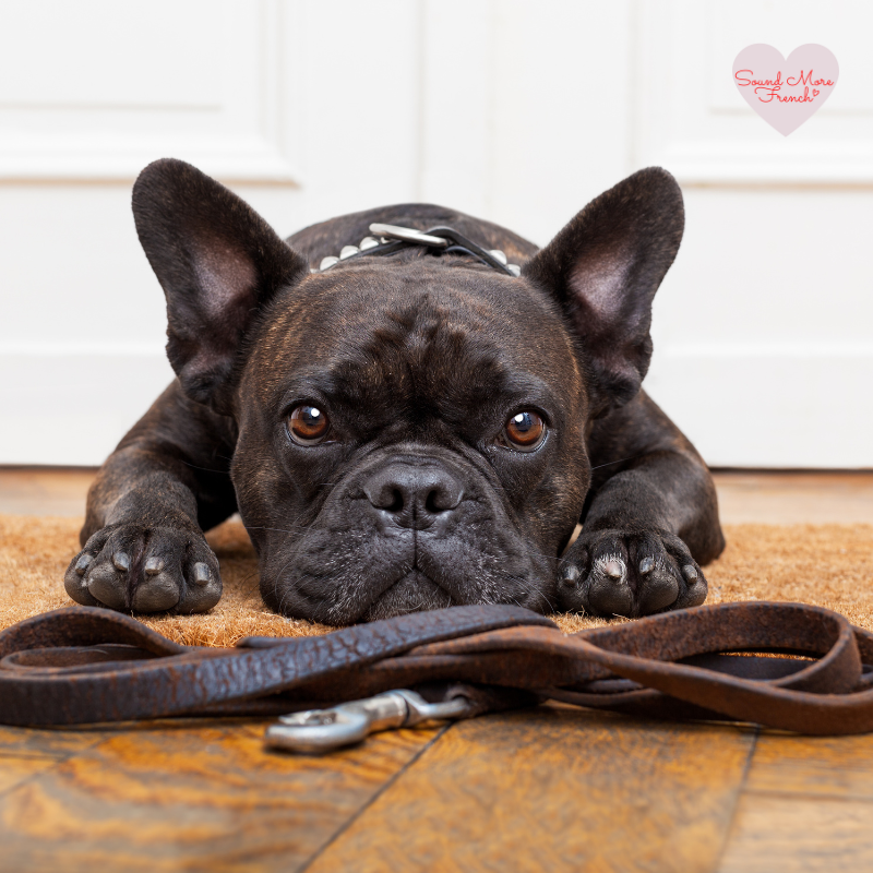 black_french_bulldog_looking_sad_lying_on_its_belly_with_a_lead_in_front_of_it_wanting_to_go_for_a_walk