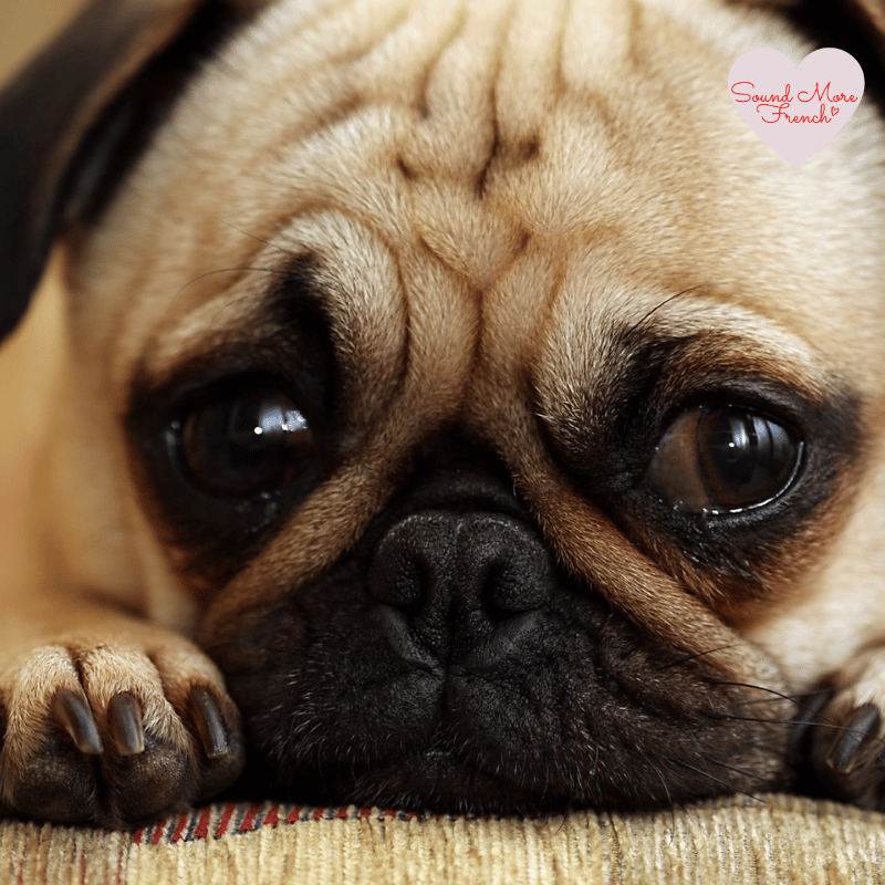 1 Close-up of a sad-looking pug resting its head on a cushion, symbolising the phrase un coup de blues or feeling a bit down.