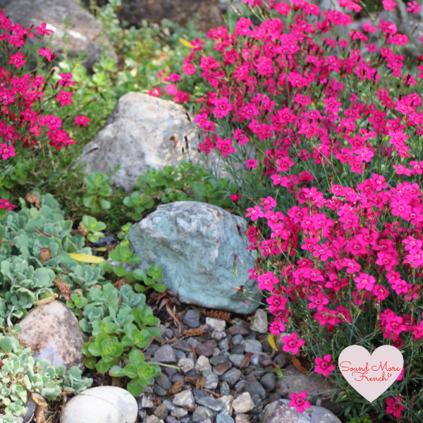 4 Rockery garden featuring bright pink flowers and green succulents growing between decorative stones.