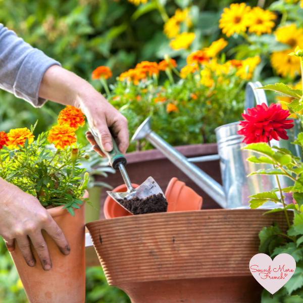 Planting colourful flowers into terracotta pots in a sunny garden.