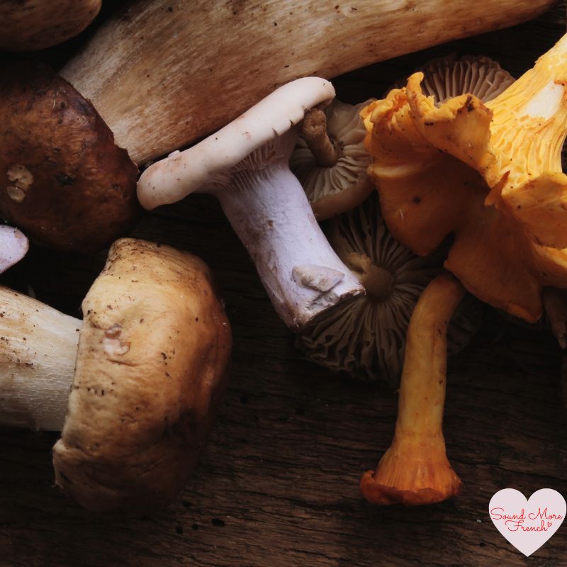 3 close_up_of_autumn_mushrooms_on_wooden_surface_sound_more_french_logo
