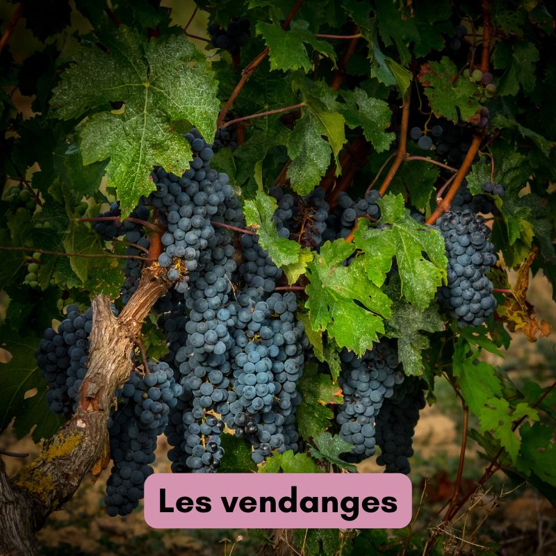 6 grapevines_with_dark_purple_grapes_labelled_les_vendanges